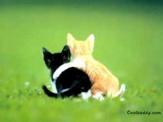 Description Cat Cute Bff Wallpaper