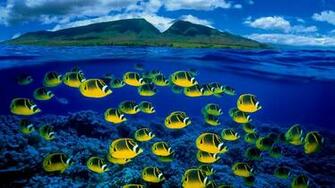 Bing Fotos Composite Image Of Raccoon Butterflyfish Underwater Maui