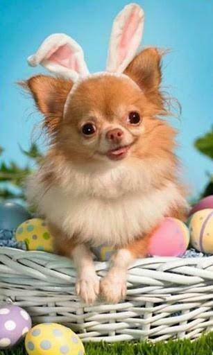 Puppies Live Wallpaper App For Android