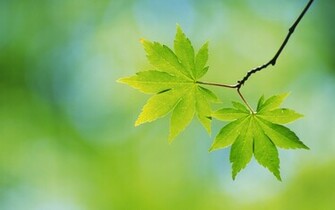 Extra Leaf Wallpaper