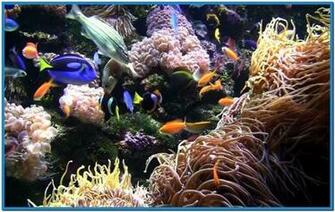 Live Aquarium Screensaver Mac
