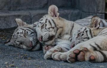 Wallpaper Cat Stay Sleep Kittens White Tiger The Cubs