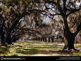 New Orleans Louisiana Spanish Moss Photo Of The Day Picture