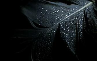 Black Dark Wallpaper Feathers