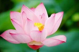 Lotus Flower HD Wallpaper High Definition iPhone