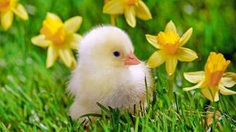 Cute Chicken Baby Wallpaper Hen HD