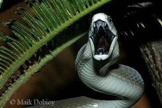 Top Most Dangerous Black Mamba Snake Wallpaper In HD HDhut