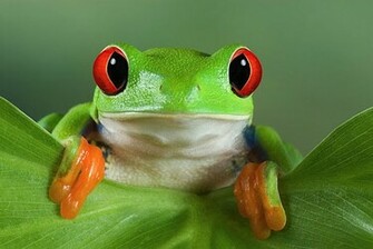 Cute Tree Frog Wallpaper Image Pictures Becuo
