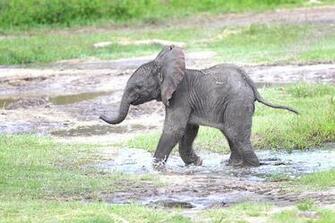 Baby Elephant Wallpaper Animals
