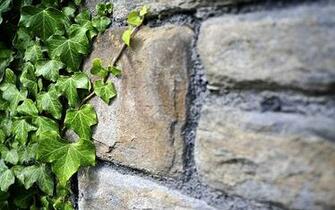 Stone Wall And Ivy St Matthews Church Photo Sharing