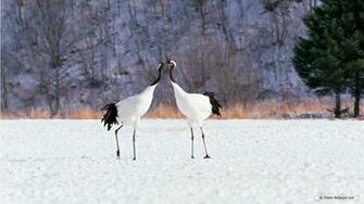 Nature Wallpaper Winter Wonderland