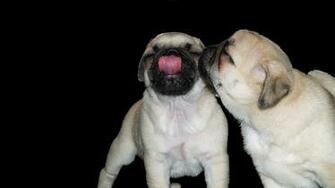 Beautiful Pug Pugs Wallpaper