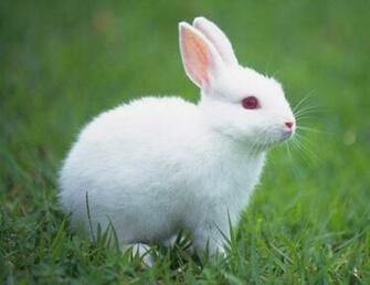 Ultra HD Rabbit Wallpaper Gf9g34e 4usky