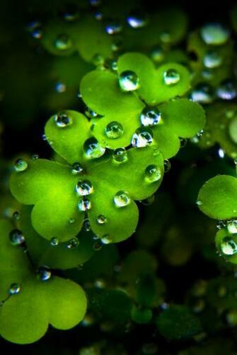 St Patrick S Day Wallpaper Clover For
