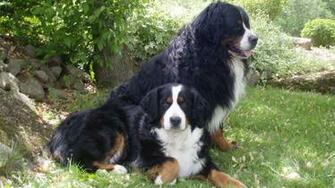 Desktop Picture Of Newfoundland Dog Wallpaper Pit