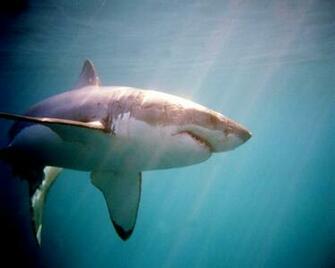 Great White Shark Side