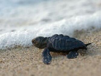 Pictures Of Baby Turtles Hatching Newly Hatched Sea Turtle
