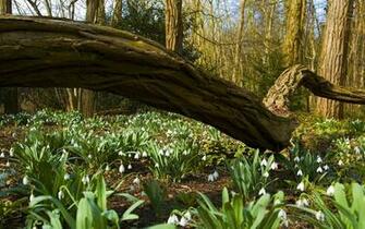 Spring Forest Wallpaper Jpg