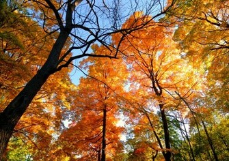 Shades Of Fall Wpwbxx Golden Foliage Wallpaper Artistic