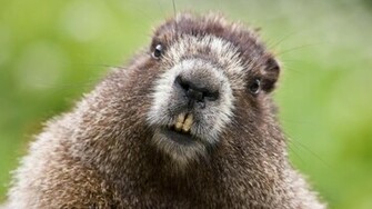 Wildlife Of The World Beaver Animal Facts Wallpaper