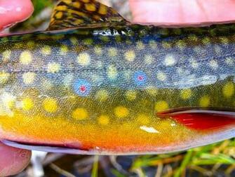 Brown Trout Skin Wallpaper Another Brook