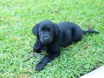 Black Lab By Emilyappelman