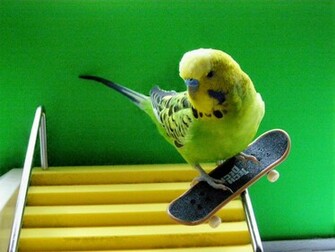 Parakeet Budgie Parrot Bird Tropical Wallpaper
