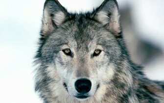 Wolf Wallpaper You Are Ing The Other Named It Has