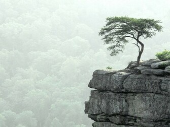 Wallpaper Lonelytree Photography Desktop Lonely