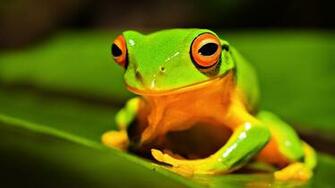 Green Frog Animal Wallpaper HD