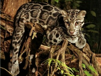 Clouded Leopard Wallpaper
