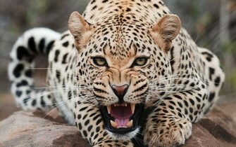 Big Cat Wallpaper Cats