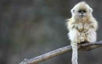 Monkey Desktop Background