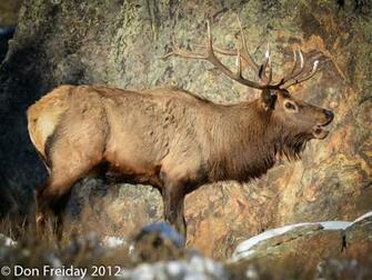 Mule Deer Buck Wallpaper This Nice Made