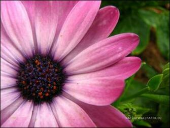 Best Pink Flowers Wallpaper Nature