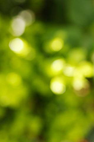 Bright Green Leaves Shining In Sunlight Blurred Background