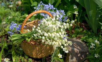 Lily Of The Valley Desktop Wallpaper On
