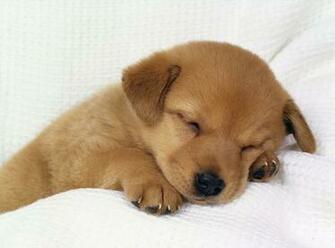 Puppy Dogs HD Desktop Wallpaper Gallery