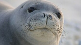 Sea Lion Wallpaper