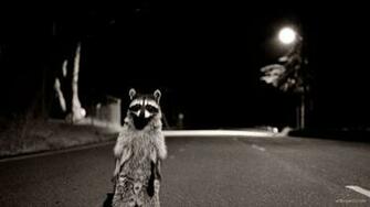 Raccoon On The Road HD Wallpaper