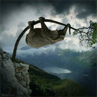 It S HD Animals Funny Wallpaper Amazing Animal Pictures