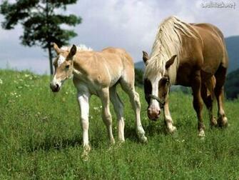 Clydesdale Wallpaper