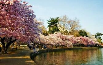Landscapes Cherry Blossoms Trees Washington Dc HD Wallpaper