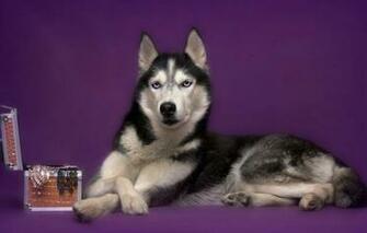 Wallpaper Dog Husky Box