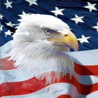 Tina Bear On Wallpaper Bald Eagle Us Flags