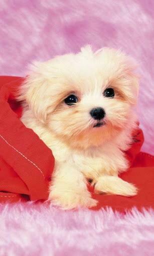 Bigger 3d Pet Dog HD Live Wallpaper For Android Screenshot