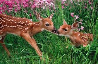 Deer And Fawn In Spring Meadow Photo One Big