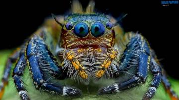 Jumping Spider Macro Insect Wallpaper