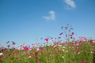 Wildflowers Ygrrz5uby8baha5t Wallpaper