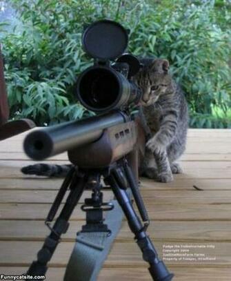 Sniper Cat Funnycatsite